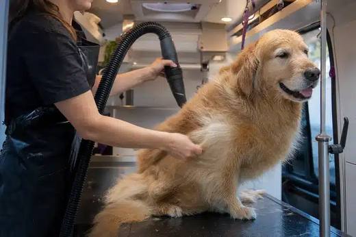 Kontota groomer working with a dog in the van