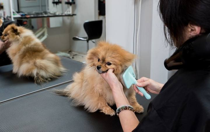 Pomeranian on the grooming table with a Kontota groomer