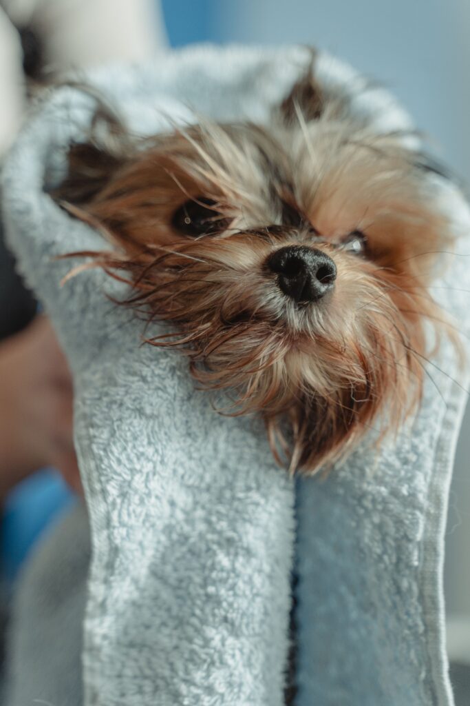 Yorkshire Terrier wrapped in a soft towel after a Kontota bath