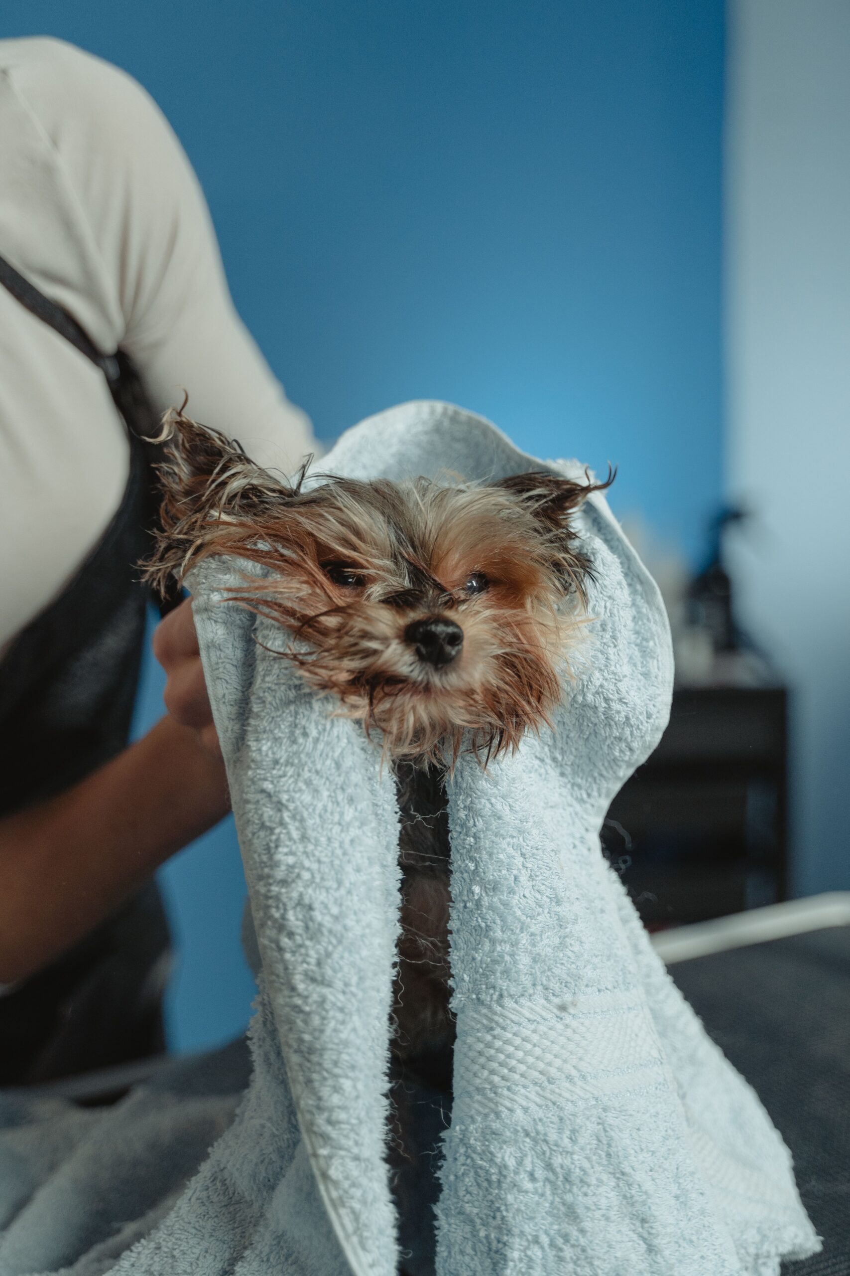 Wet Yorkshire Terrier wrapped in a blue towel while being dried by a Kontota groomer