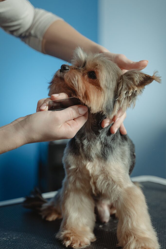 Yorkshire Terrier being combed by a Kontota mobile groomer