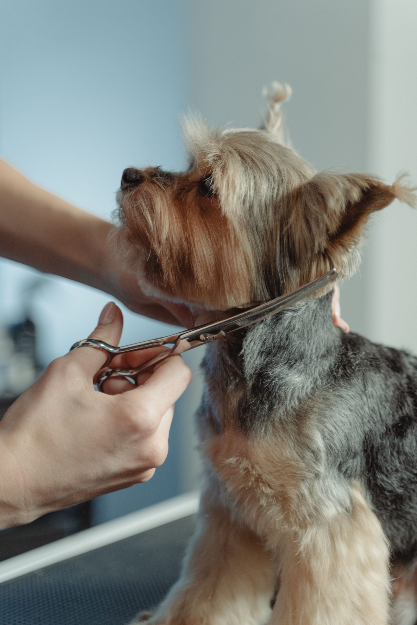 Yorkshire Terrier calmly gets groomed with scissors by a Kontota professional groomer