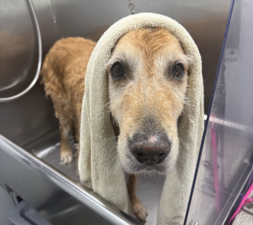 A golden retriever standing in a grooming tub with a towel draped over its head and back after a bath.