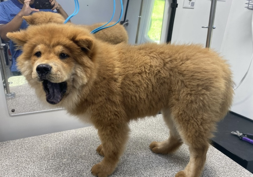 A fluffy orange chow chow standing on a grooming table inside a mobile grooming van in Blue Ash, Ohio.