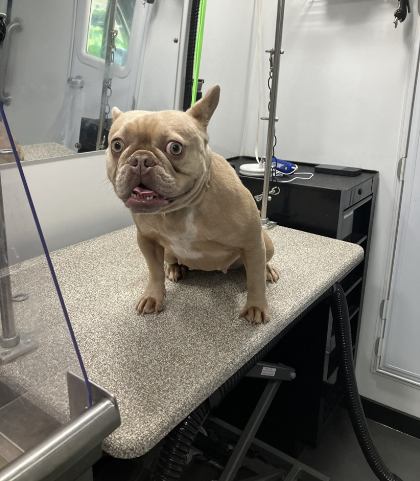 A cream French bulldog sitting on a mobile grooming table with wide, exposed eyes and its ears up.