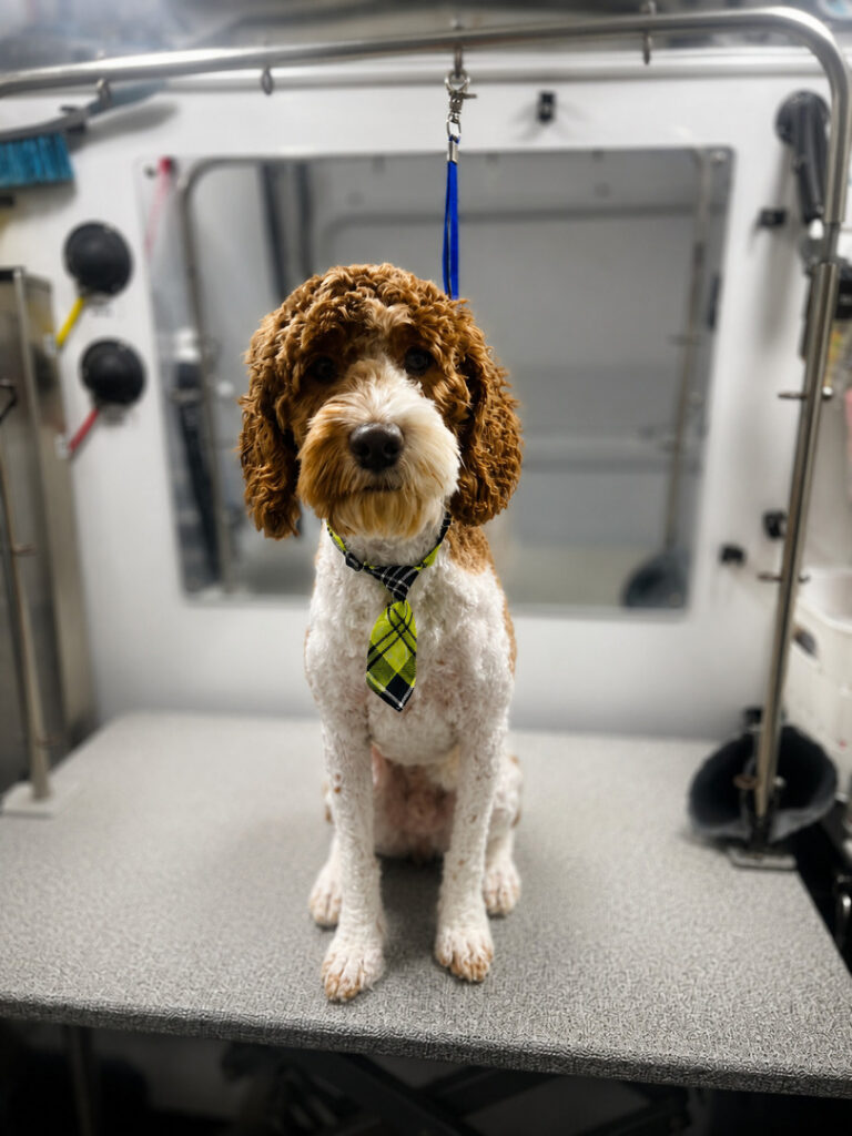 An apricot and white doodle sitting on a grooming table after a full groom, coat cut short and even.