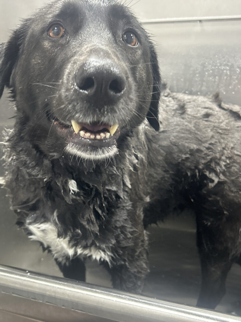 A wet black Labrador mix standing in a stainless steel tub during a bath in Coral Gables, Florida.