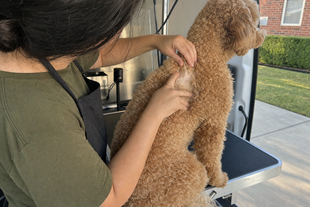 A groomer's fingers parting a curly apricot coat down to the skin to show how dense the curl is.
