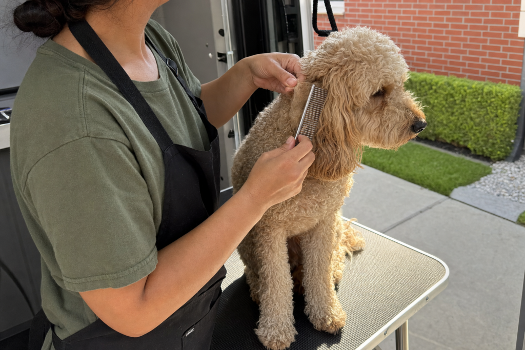 A steel comb stopped against a tight felted mat behind a dog's ear, held open between two fingers.