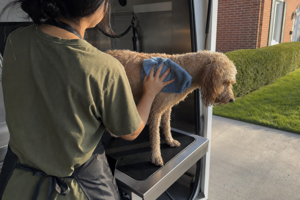 A groomer wiping a doodle's back and sides with a folded damp cloth.