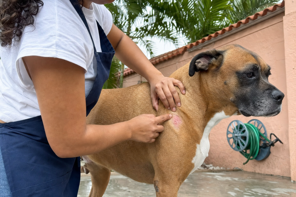 A groomer parting the short fur on a dog's flank with two fingers to show pink irritated skin underneath.