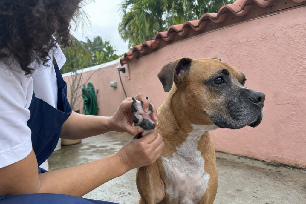 A groomer lifting a dog's front paw and spreading the toes to look at the skin between the pads.