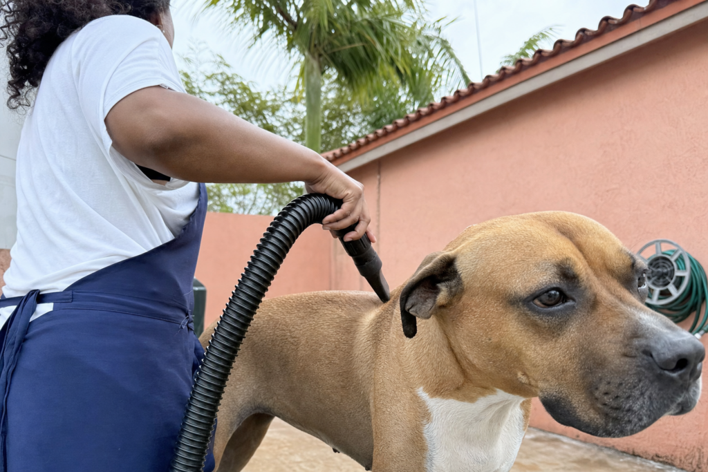 A groomer running a hand-held dryer nozzle along a dog's back, the short coat parting under the moving air.