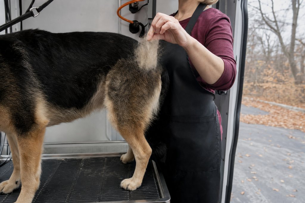 A groomer holding up a loose clump of pale undercoat pulled from a dog's hip.