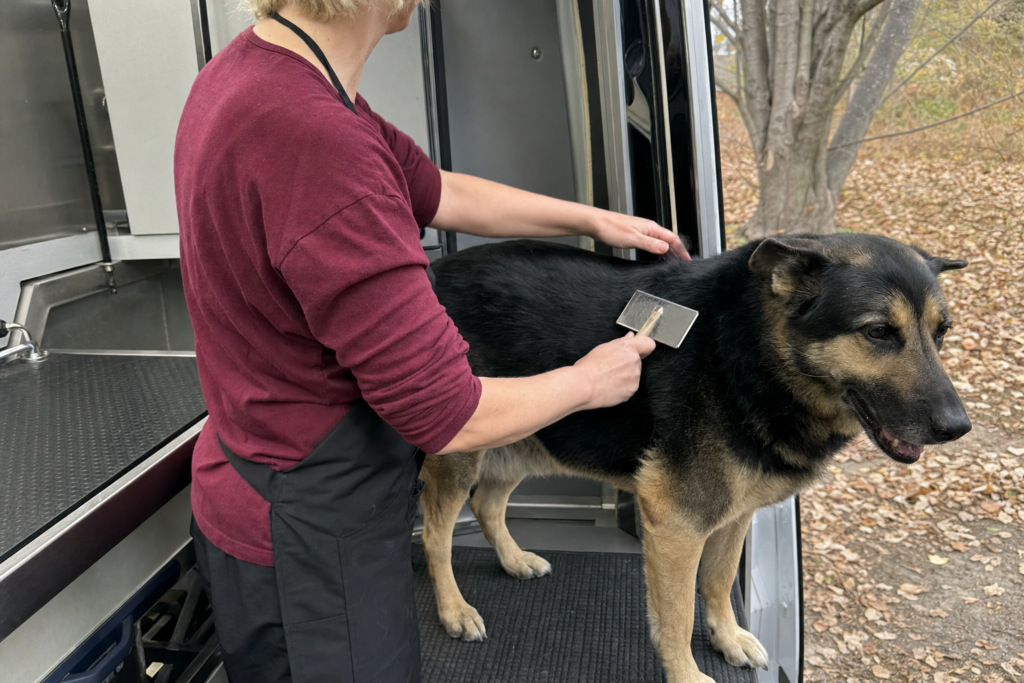 A groomer brushing a dog with a slicker brush on a rubber mat outside an open van door with fallen leaves around.