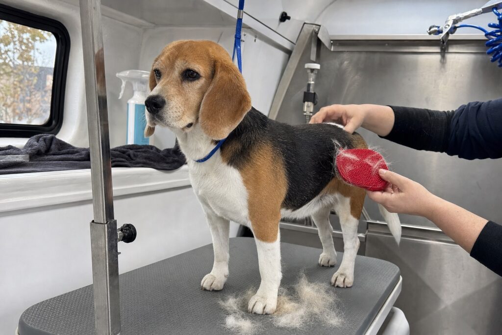 Groomer brushing loose hair from a tri-color Beagle with a rubber curry brush inside a mobile grooming van