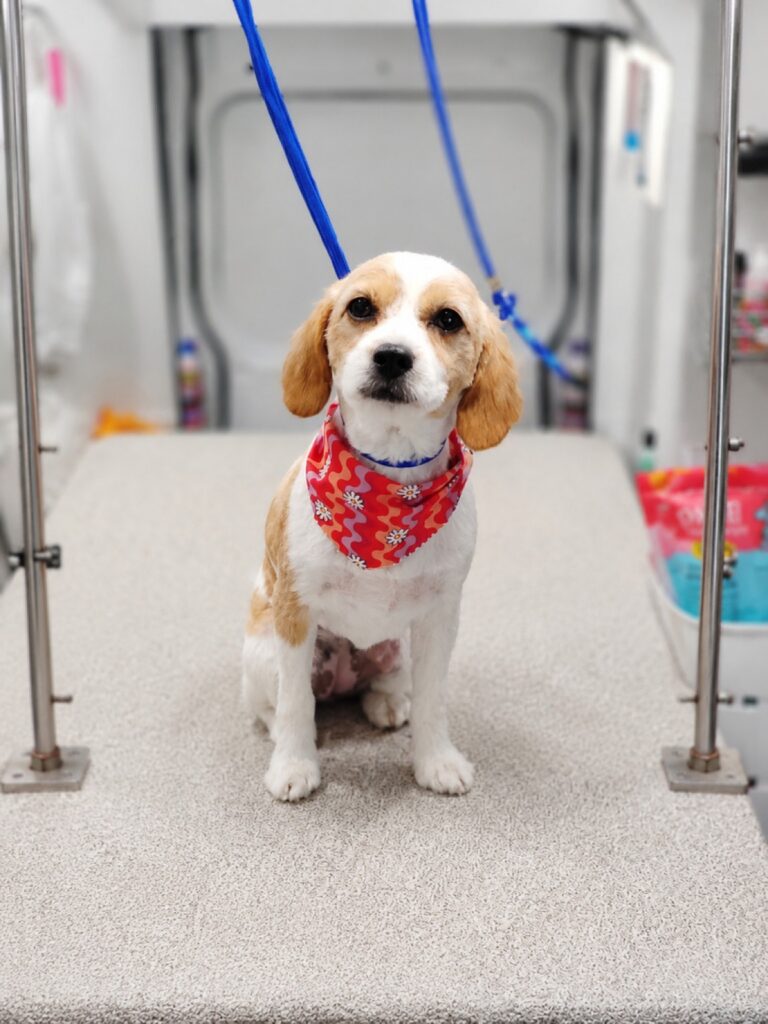 Beagle standing on a grooming table with a red bandana