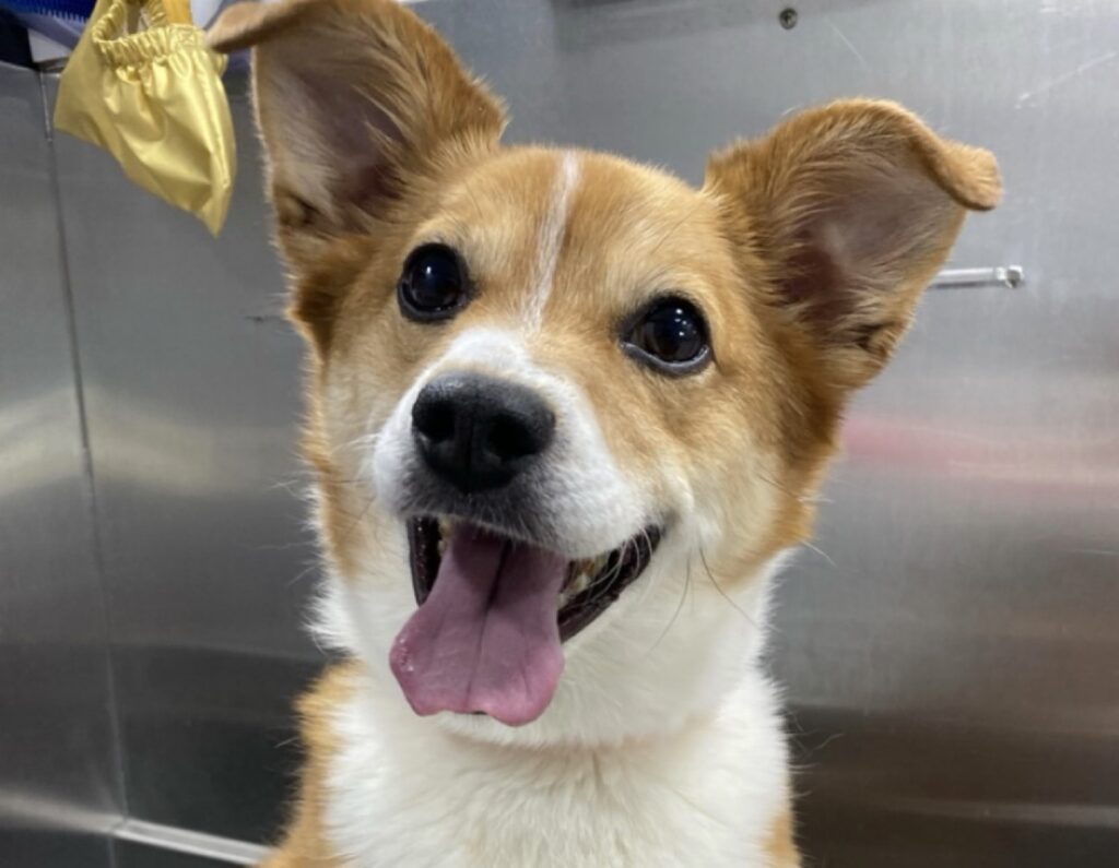 Happy tan and white Corgi mix with its tongue out after a mobile dog grooming session