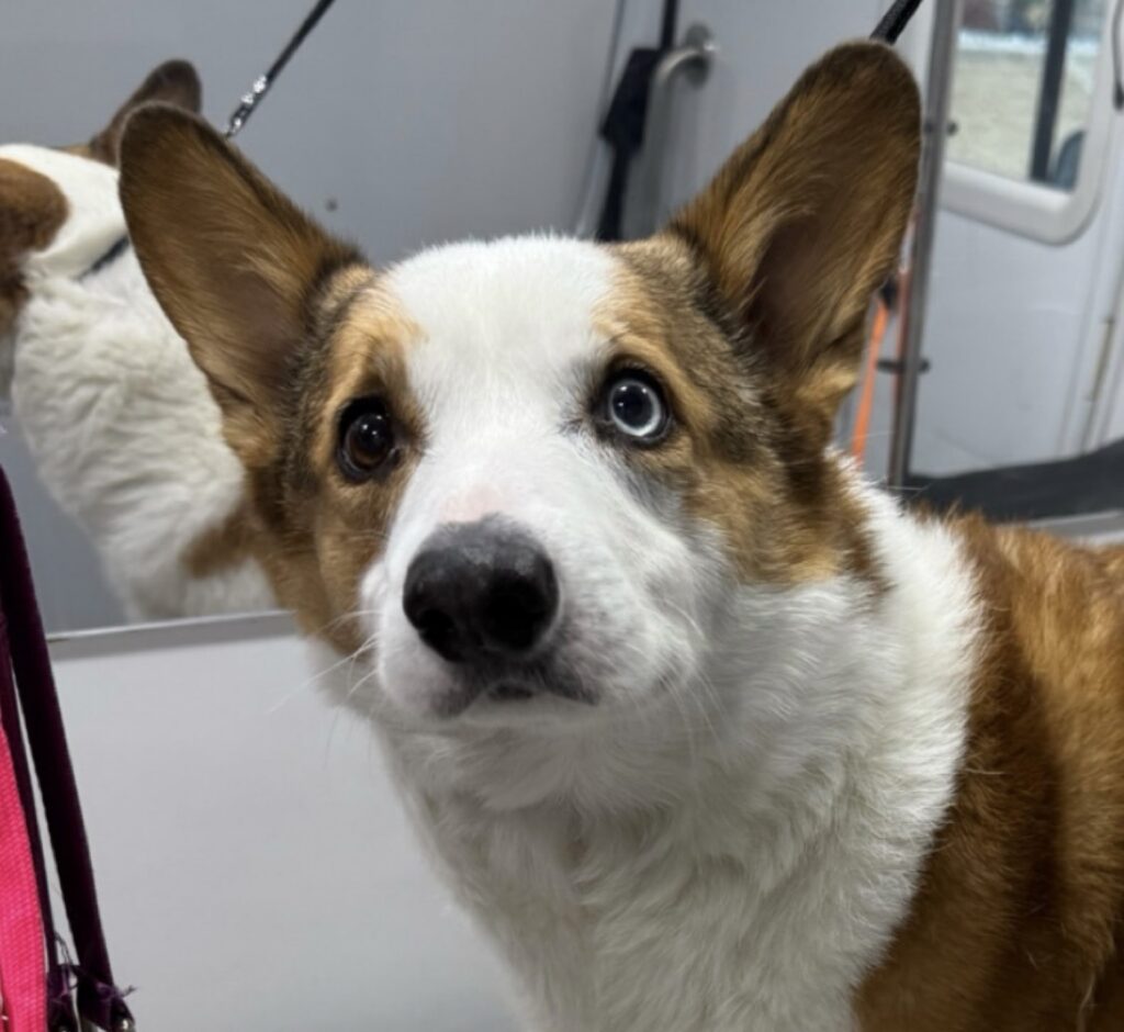 Corgi with a full coat during a grooming visit