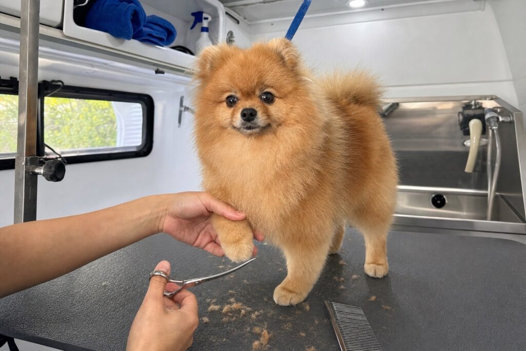 Groomer tidying the fur around a Pomeranian's front paw with curved scissors inside a mobile grooming van