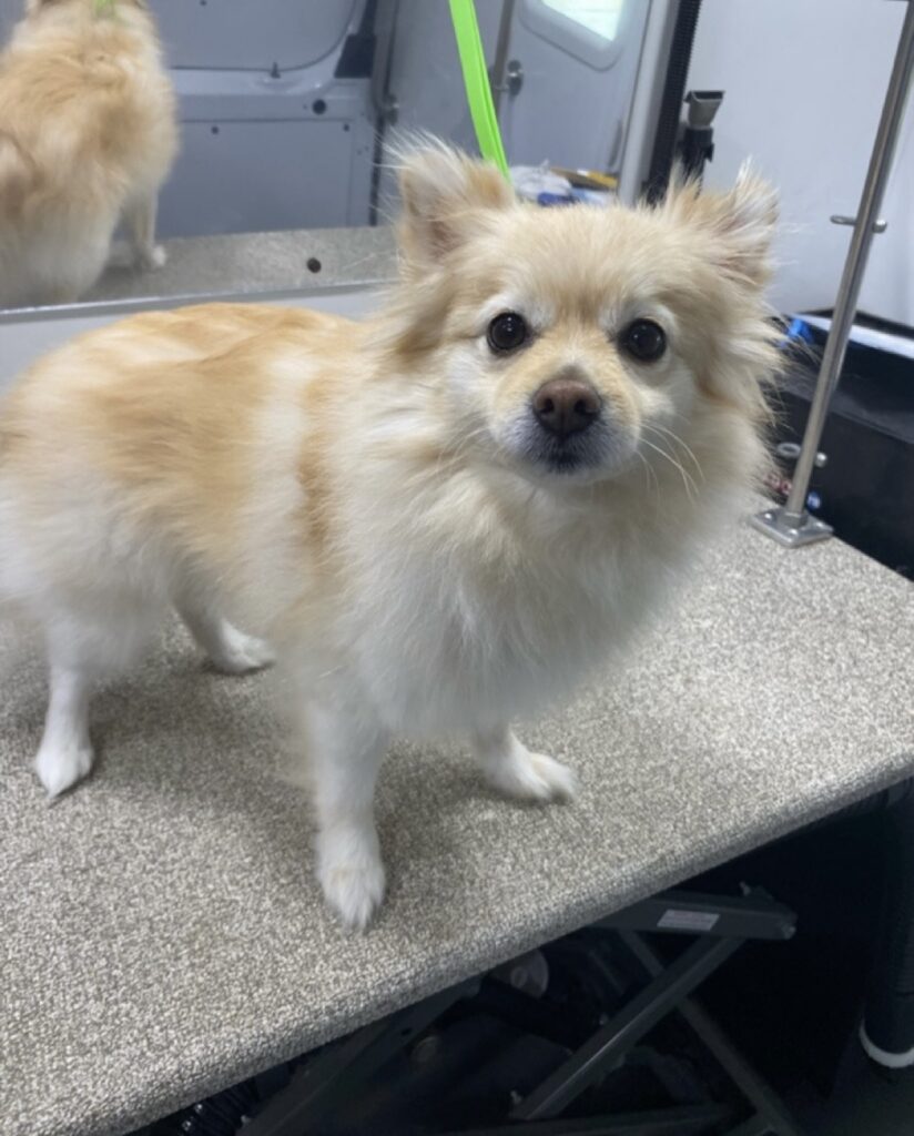 Pomeranian with a softly shaped coat on a grooming table