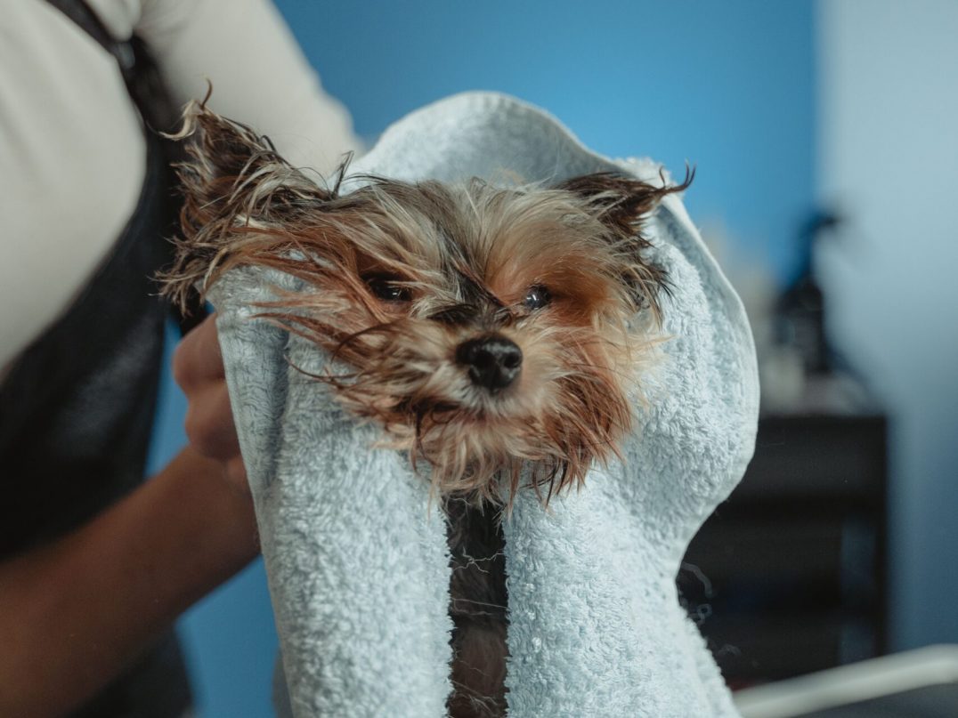 Wet Yorkshire Terrier wrapped in a blue towel while being dried by a Kontota groomer