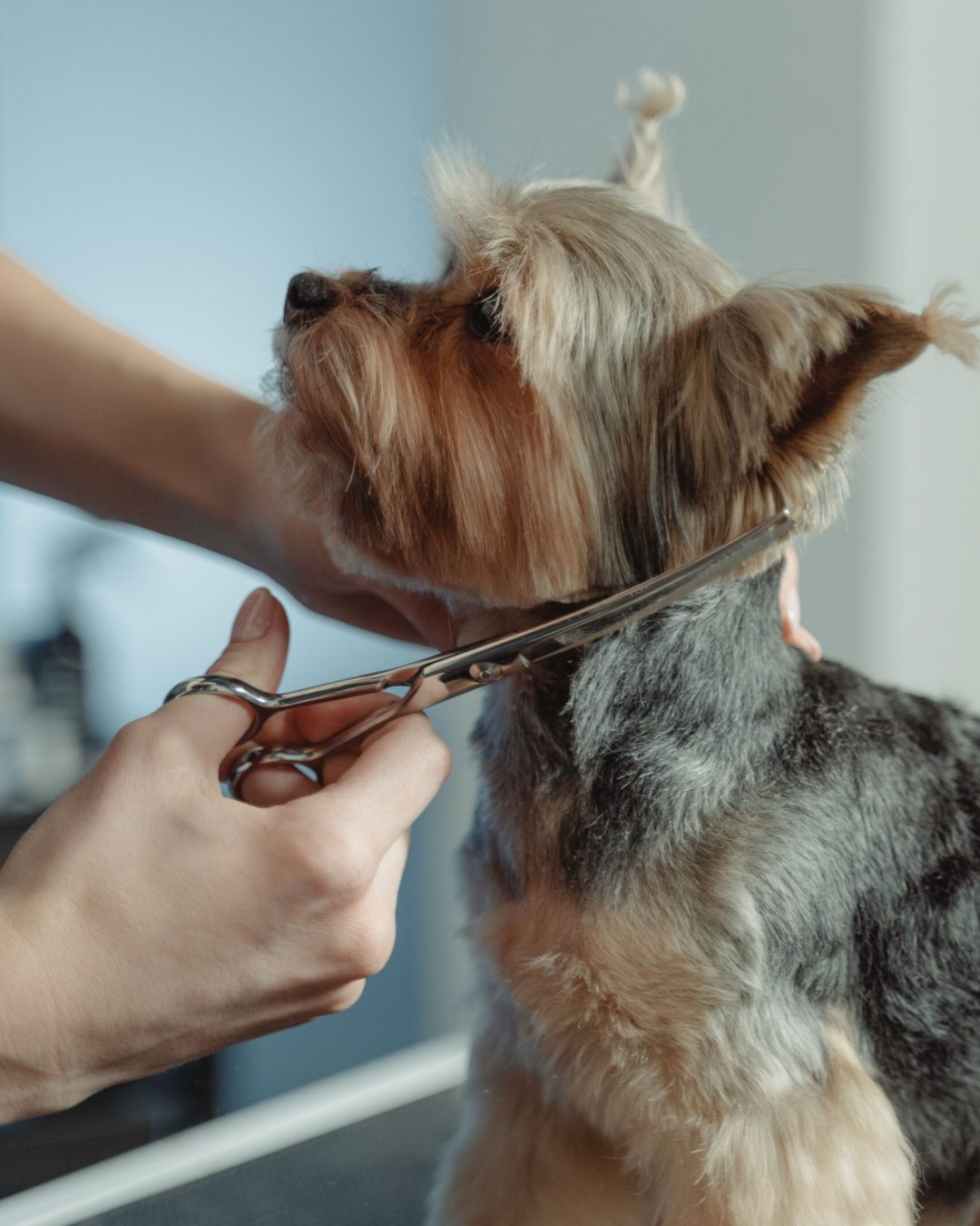 Yorkshire Terrier calmly gets groomed with scissors by a Kontota professional groomer