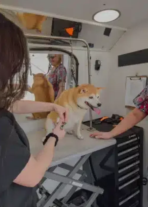 Smiling Shiba Inu enjoys grooming session with two women in mobile salon.